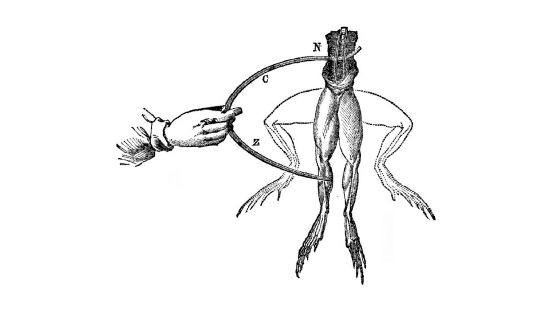 a diagram of twitching frog's legs